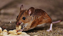 24 Hour & Emergency Exterminators in Shallotte, NC
